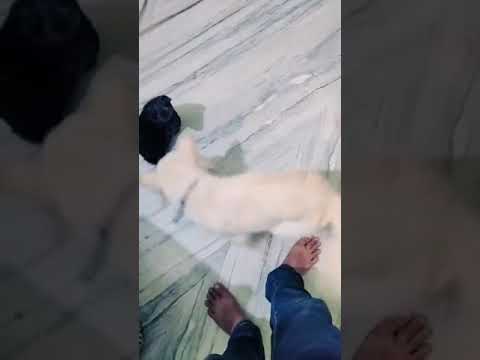 Love between two female dog....#shorts