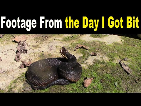 The Day I Got My 1st VENOMOUS SNAKEBITE (Unseen Footage)