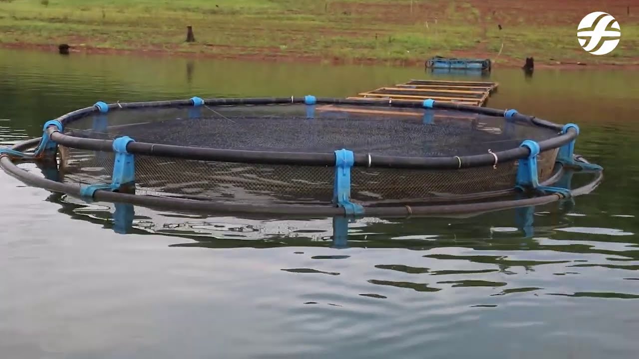 Criação de peixes em tanques-rede no lago de Tucuruí