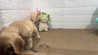 アメリカンコッカースパニエルの動画01