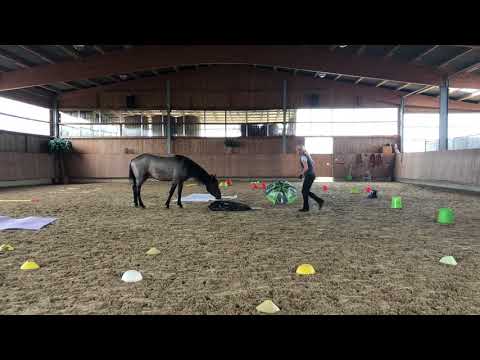 MUSTANG MAKEOVER 2018 Team Rabea (TAG 3871) - Update 5