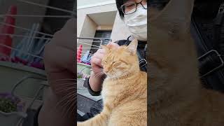 野良猫との戯れ94 #野良猫