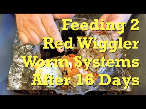 Two red wiggler worm bins fed that we last checked on 16 days ago - vermicompost