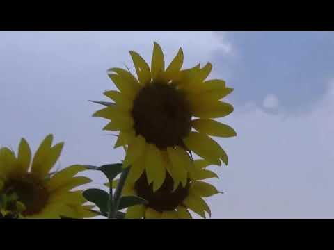 VAN MORRISON AND MARK KNOPFLER, twofold, THE LAST LAUGH,