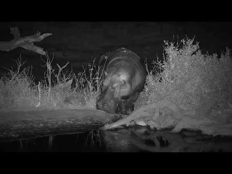 Djuma: Hippo gets out of pan for a short while - 21:40 - 09/19/19