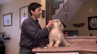 How To Brush Your Dog's Teeth And Train Dogs To Cooperate