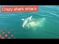 Shark Attacks Another Shark - Crazy Shark Footage