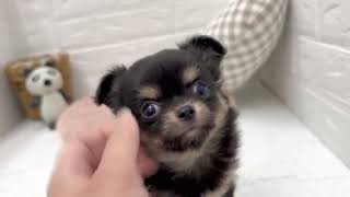 チワワ（ロング）の動画01