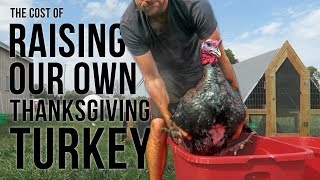 The COST of Raising Your Own Thanksgiving Turkey