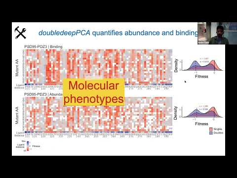 "Mapping the energetic and allosteric landscapes of protein binding domains" - André Faure