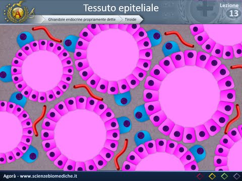 Histology 13 - Thyroid and parathyroid glands