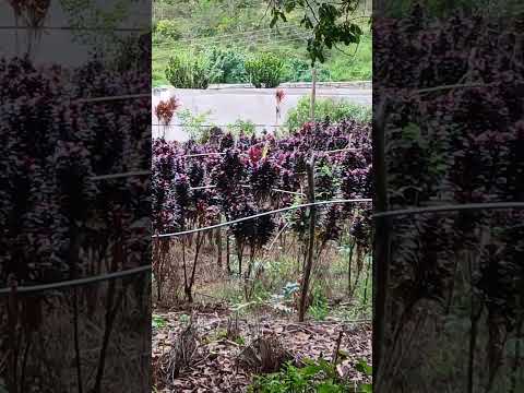 #pernambuco #gravatá #nordeste #gravatápe #sitio #flores