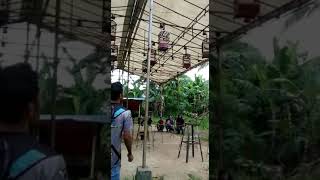 Download lagu lagi nyoba kontes burung cipow mp3