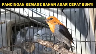 Download lagu Suara Kemade jawa Pikat GACOR ‼️ Pancingan AMPUH buat mikat burung cabe jantan betina liaran di alam mp3 Download lagu Suara Kemade jawa Pikat GACOR ‼️ Pancingan AMPUH buat mikat burung cabe jantan betina liaran di alam mp3