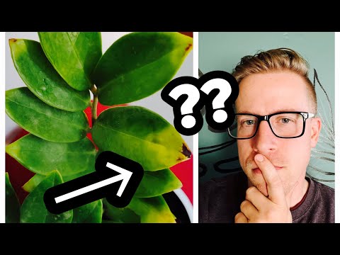 Why ZZ Plant Leaves start Turning Yellow!