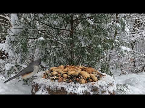 Snowy Stump