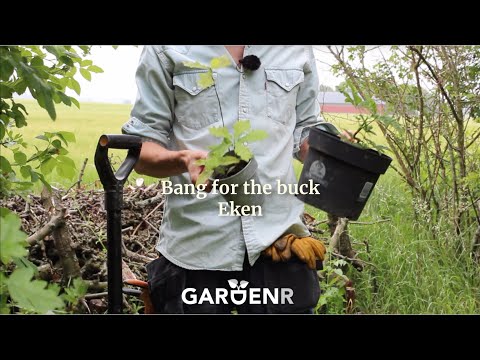 Plantera träd - Trädgårdshacks med GardenR