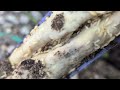 Sentricon® Termite Stations Are Effective in Fair Haven, NJ