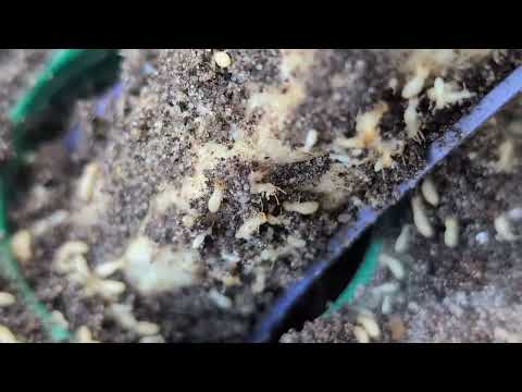 Sentricon® Termite Stations Are Effective in Fair Haven, NJ