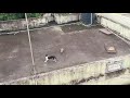 Mongoose VS Cat | Funny😂 | Mongoose | Cat |