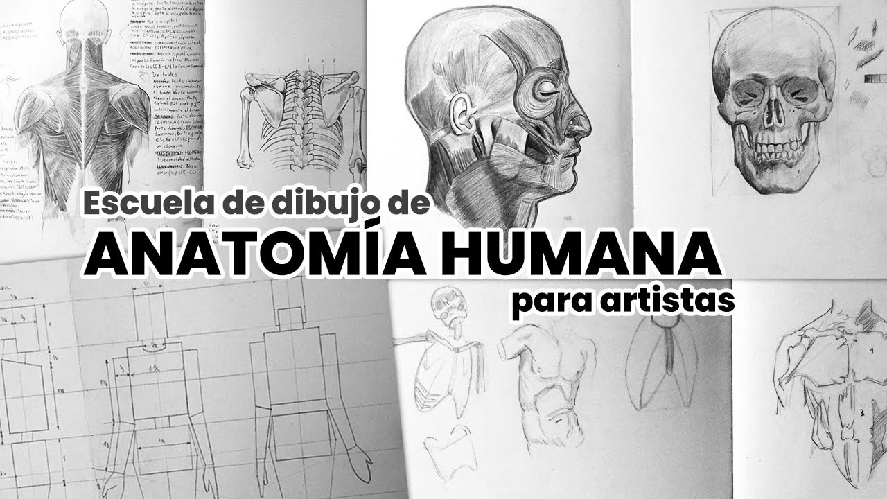 Cómo dibujar el cuerpo humano (Paso a Paso)