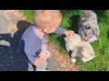 Pomsky dogs for sale: Mr Archie - Video 1