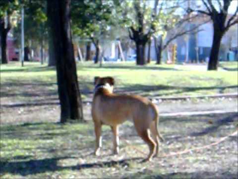 Raïssa, una Bullmastiff que Entrena para las Olimpíadas