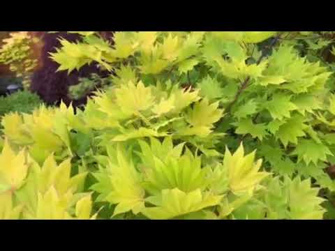 download lagu mp3 mp4 Acer Sunset, download lagu Acer Sunset gratis, unduh video klip Download Acer Sunset Mp3 dan Mp4 Popular Gratis