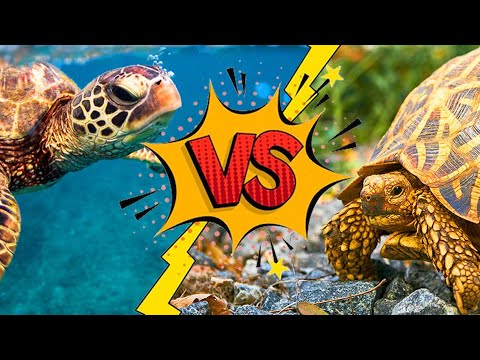 Turtle vs.Tortoise: What are the Differences? 🐢