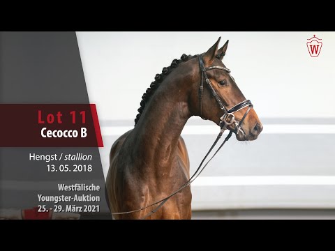 Westf. Youngster-Auktion 25.- 29. März 2021 Lot 11 Cecocco B Hengst v. Cazaan - Tornesch