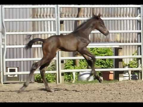 Dorofina v. Don Romanov