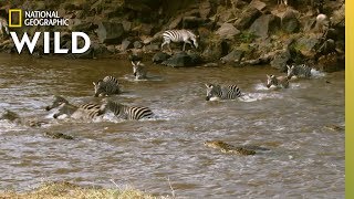 Zebra Cross Croc Infested Waters | Nat Geo Wild by Nat Geo WILD