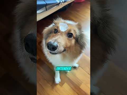 ELE COLOCOU GELO EM TODOS OS SEUS CACHORROS PARA VER AS REAÇÕES!