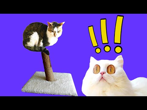 How do cats share a scratching post?
