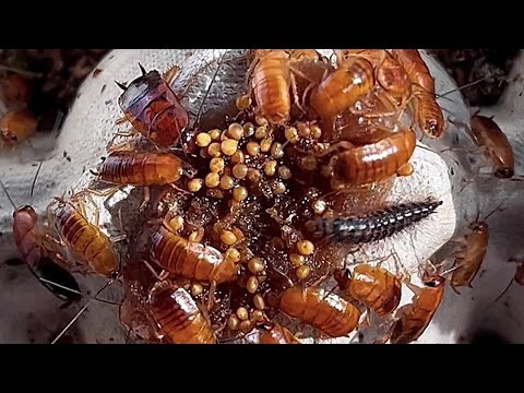 Blatta lateralis #cockroach colony guest