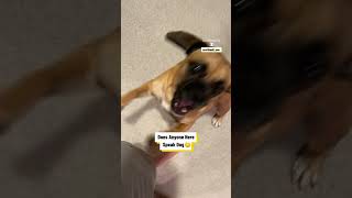 What Can My Dog Sense 🐾👀 @‌scottbuell_ceo #dogbehaviour #dogsenses #doglover #doglife