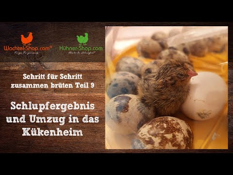 Hatching results and moving to the chick house - step by step brooding together Part 9