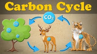 The Carbon Cycle + more videos | #aumsum #kids #science #education #children
