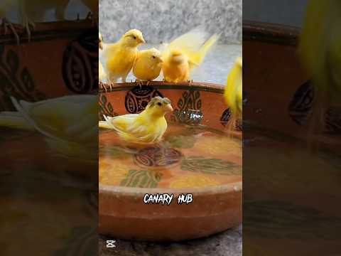 The ultimate canary singing video from a legend - Powerful training song