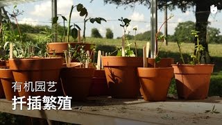 有机园艺:扦插繁殖