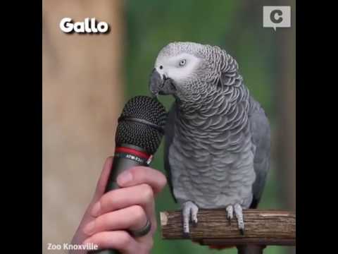Loro habla 20 palabras