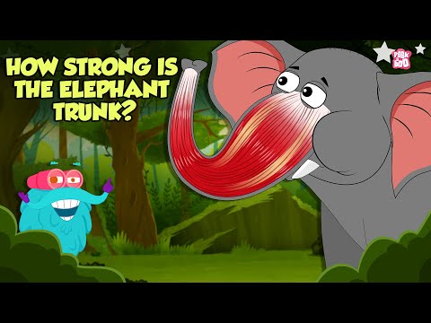 How Strong is An Elephant's Trunk? | Fascinating Facts About An Elephant's Trunk | Dr. Binocs Show