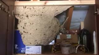 Preview of Crazy wasps nest!!.