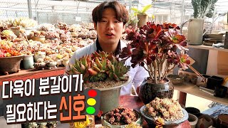 분갈이가 필요한 다육이가 보내는 신호 3가지! - 어떤 증상이 있을까?