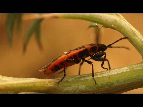 Care Spot Red Bug
