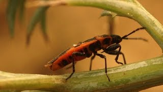The Red Bug is Here - Should We Worry?