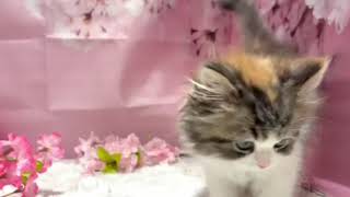 スコティッシュフォールドの動画01