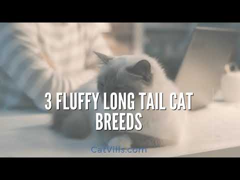 3 FLUFFY LONG TAIL CAT BREEDS