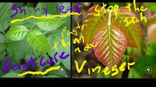 Cure poison ivy oak or sumac 100% in a few hours.