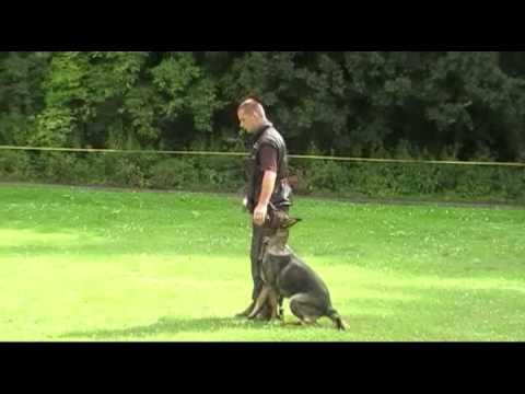 Kimo Aykmar   12 months ( Vicky von der Mohnwiese x Gerry vom Weisseritztal )